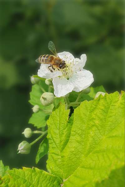 Biene auf Brombeeren - Blurry Hintergrund
